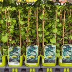 Hortenzia popínavá (Hydrangea anomala petiolaris) - výška 40-60 cm, kont. C2L